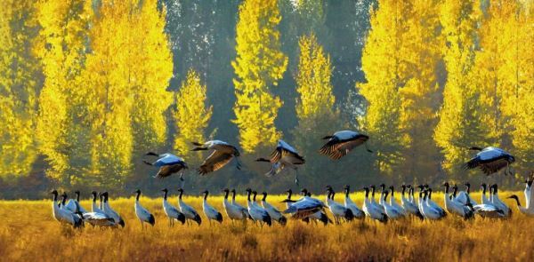 我言秋日胜春朝 | 24 Solar Terms: Liqiu (Beginning of Autumn)