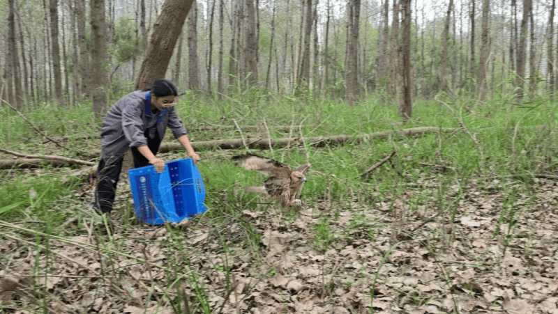 红山动物园的“隐秘驿站”：一年接待1200多位“特殊房客” 