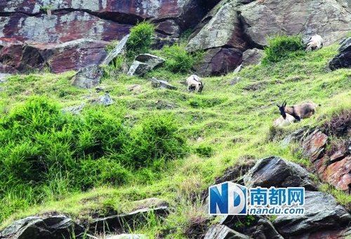 在李宗岑的打理下,南鹏岛从光秃秃的荒岛变成如今绿树覆盖的模样。岛上还放养了不少牛羊。