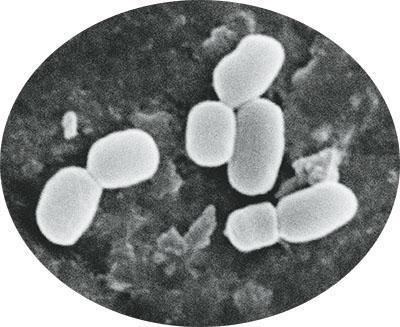 中国发现新种地球微生物:兵马俑芽胞杆菌