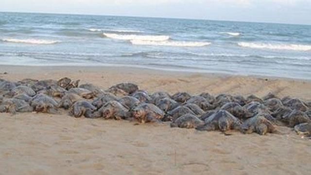 印度海滩现900余只死海龟,或为拖网渔船非法捕捞所致(网页截图)