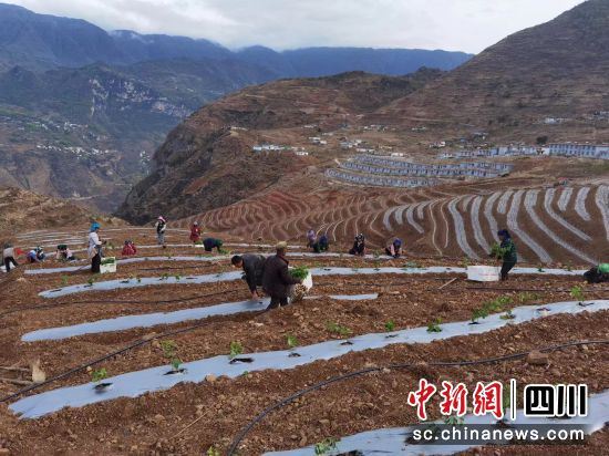 民众在田间劳作。(白里呷摄) 民众在田间劳作。(白里呷摄)