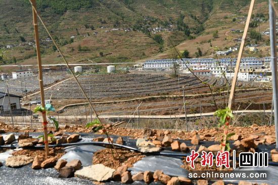 百香果长势良好。(白里呷摄) 百香果长势良好。(白里呷摄)